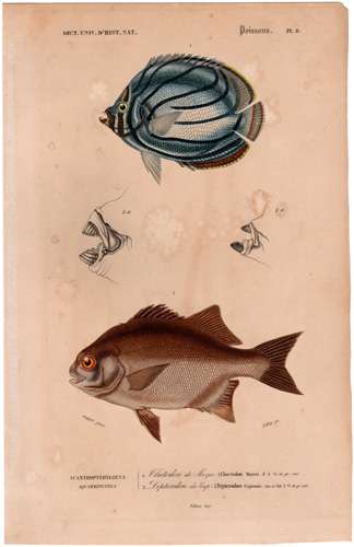 Scrawled Butterflyfish Cape Galleon Fish